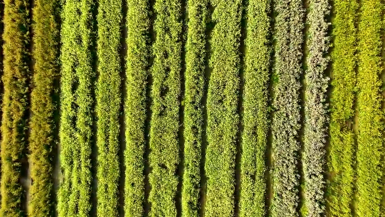 江苏苏州上林村油菜花开视频素材