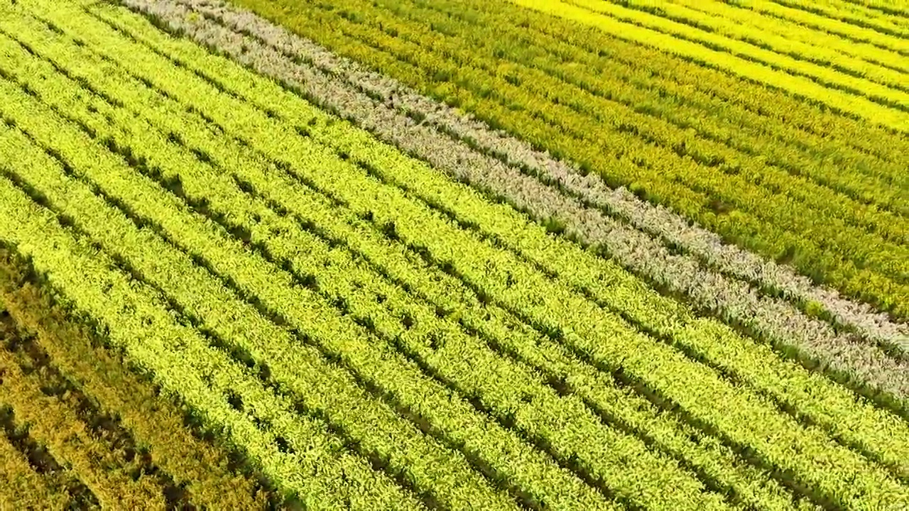 江苏苏州上林村油菜花开视频素材