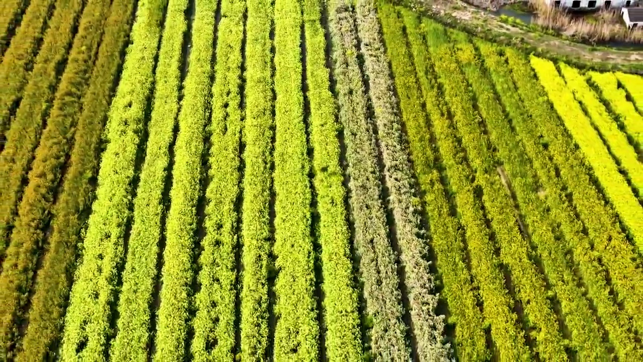 江苏苏州上林村油菜花开视频素材