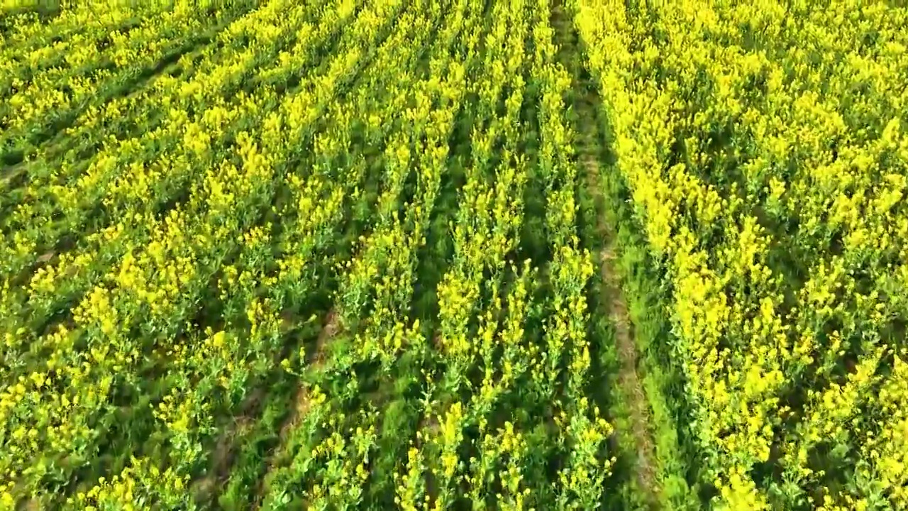 江苏苏州同里北联村油菜花开视频素材