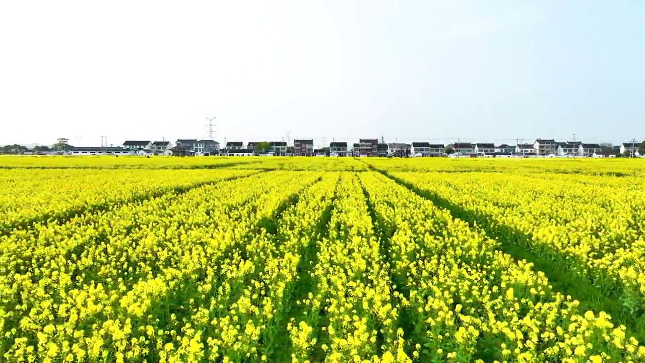 江苏苏州同里北联村油菜花开视频素材