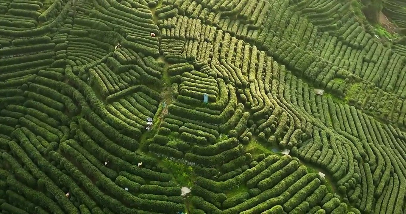 航拍杭州龙井村狮虎山茶园风景视频素材