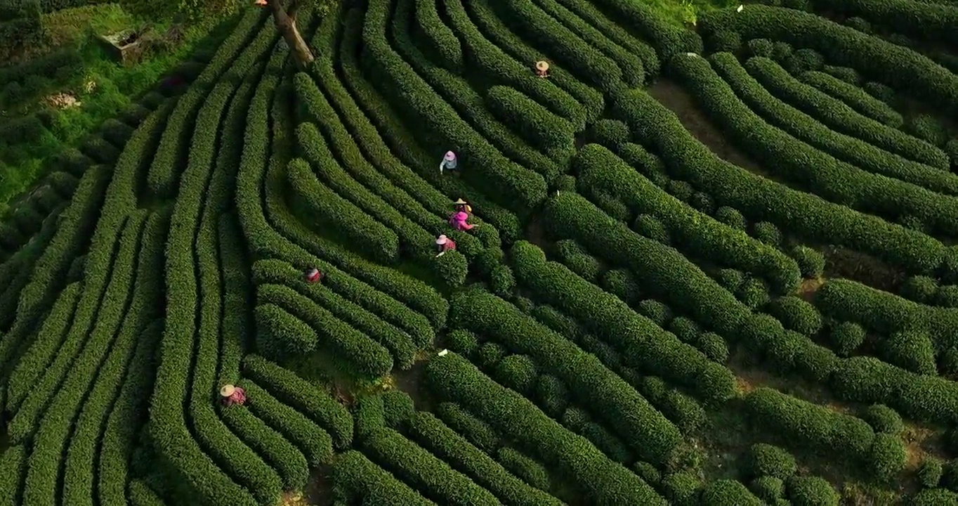 航拍杭州龙井村狮虎山茶园风景视频素材