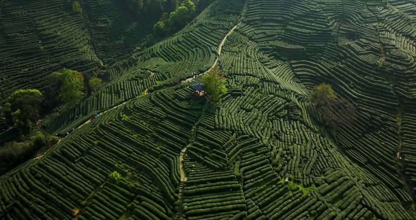 航拍杭州龙井村狮虎山茶园风景视频素材