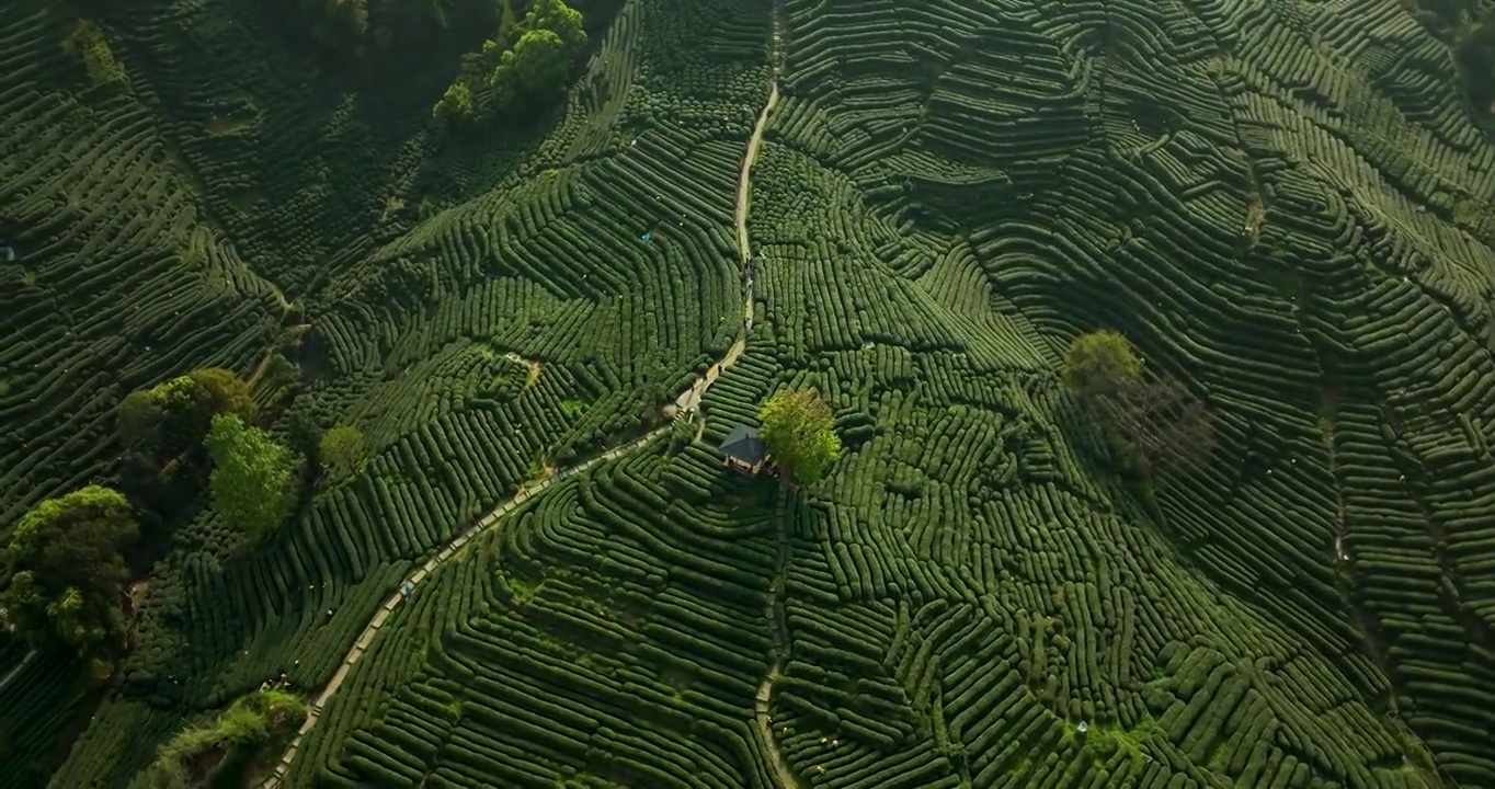 航拍杭州龙井村狮虎山茶园风景视频素材