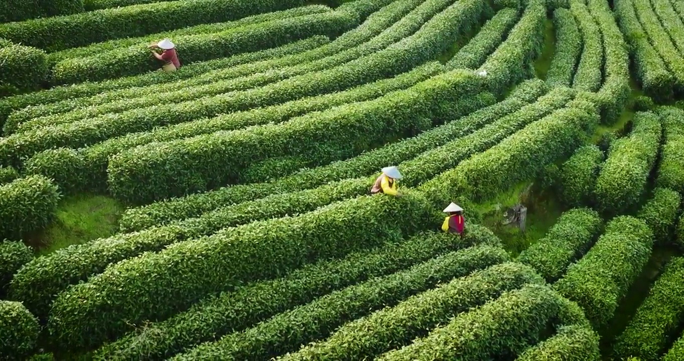 航拍杭州龙井村狮虎山茶园风景视频素材