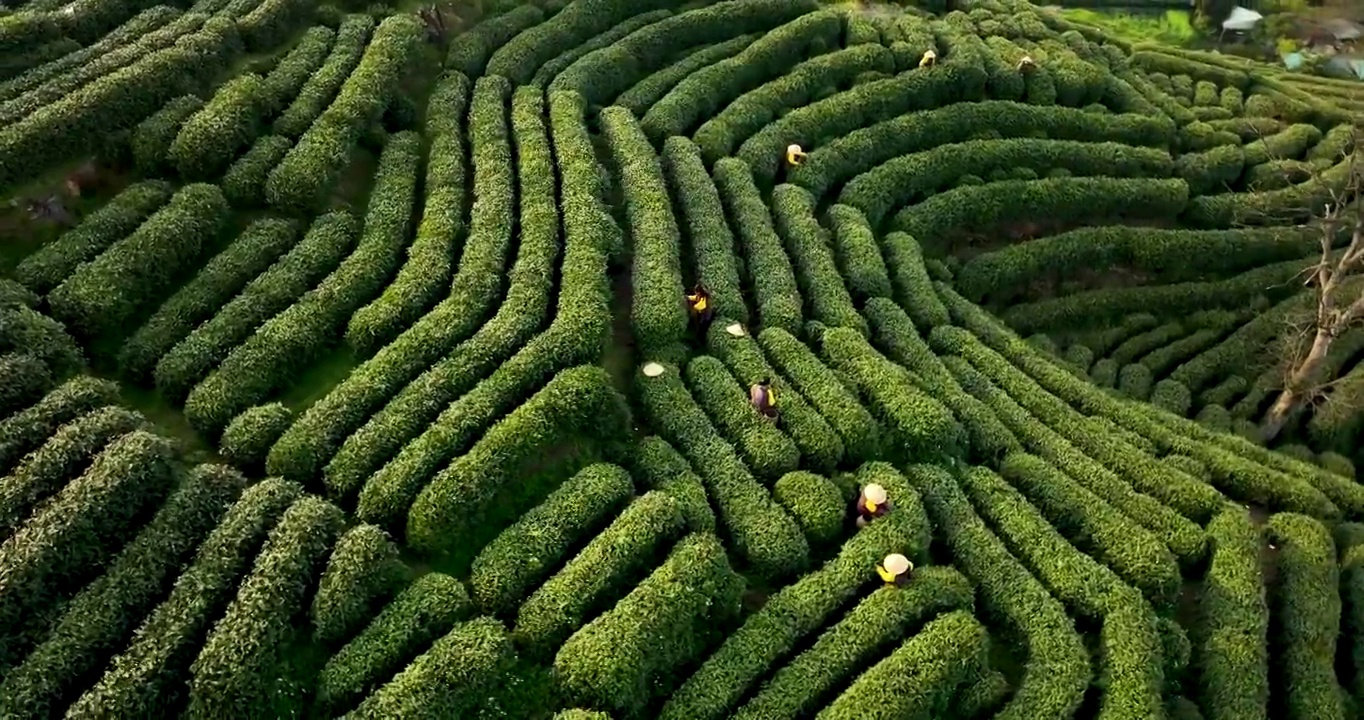 航拍杭州龙井村狮虎山茶园风景视频素材