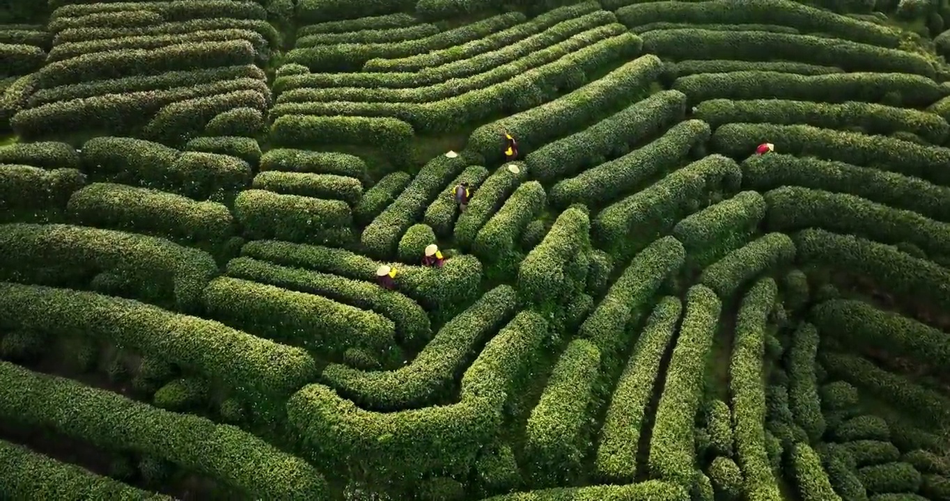 航拍杭州龙井村狮虎山茶园风景视频素材