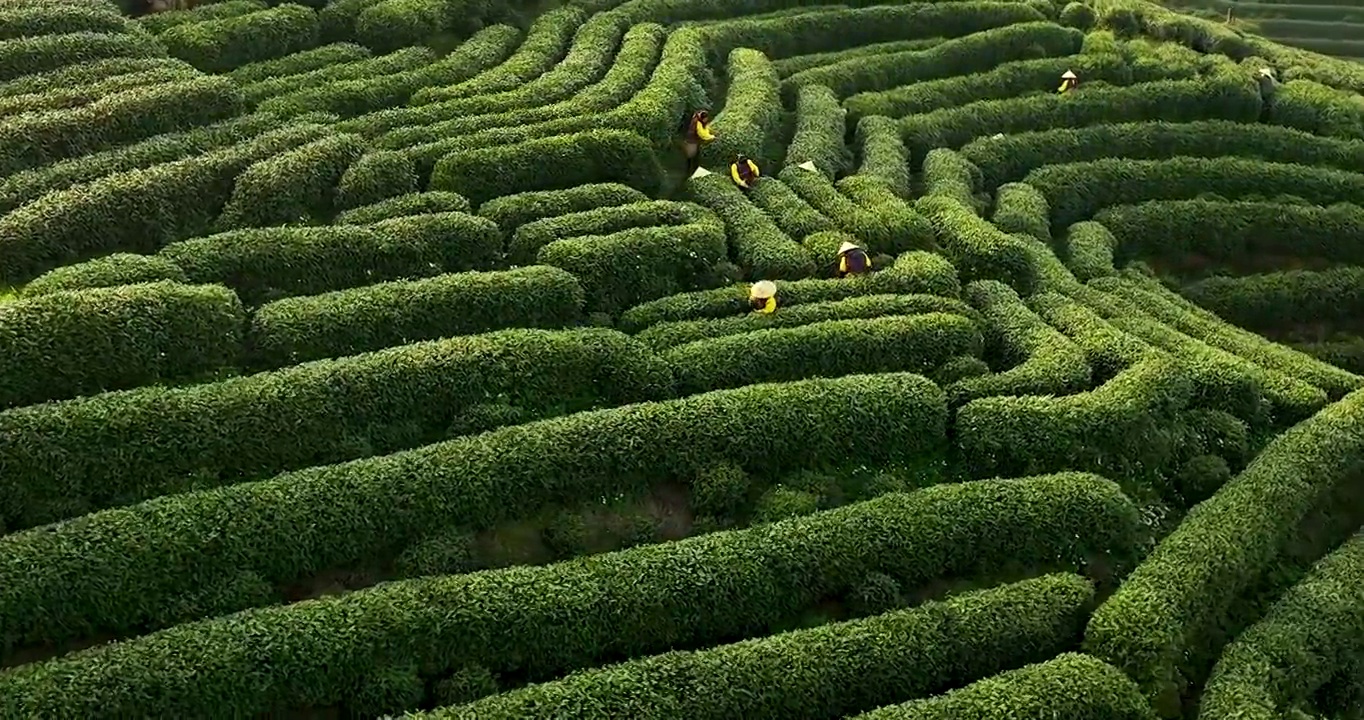 航拍杭州龙井村狮虎山茶园风景视频素材