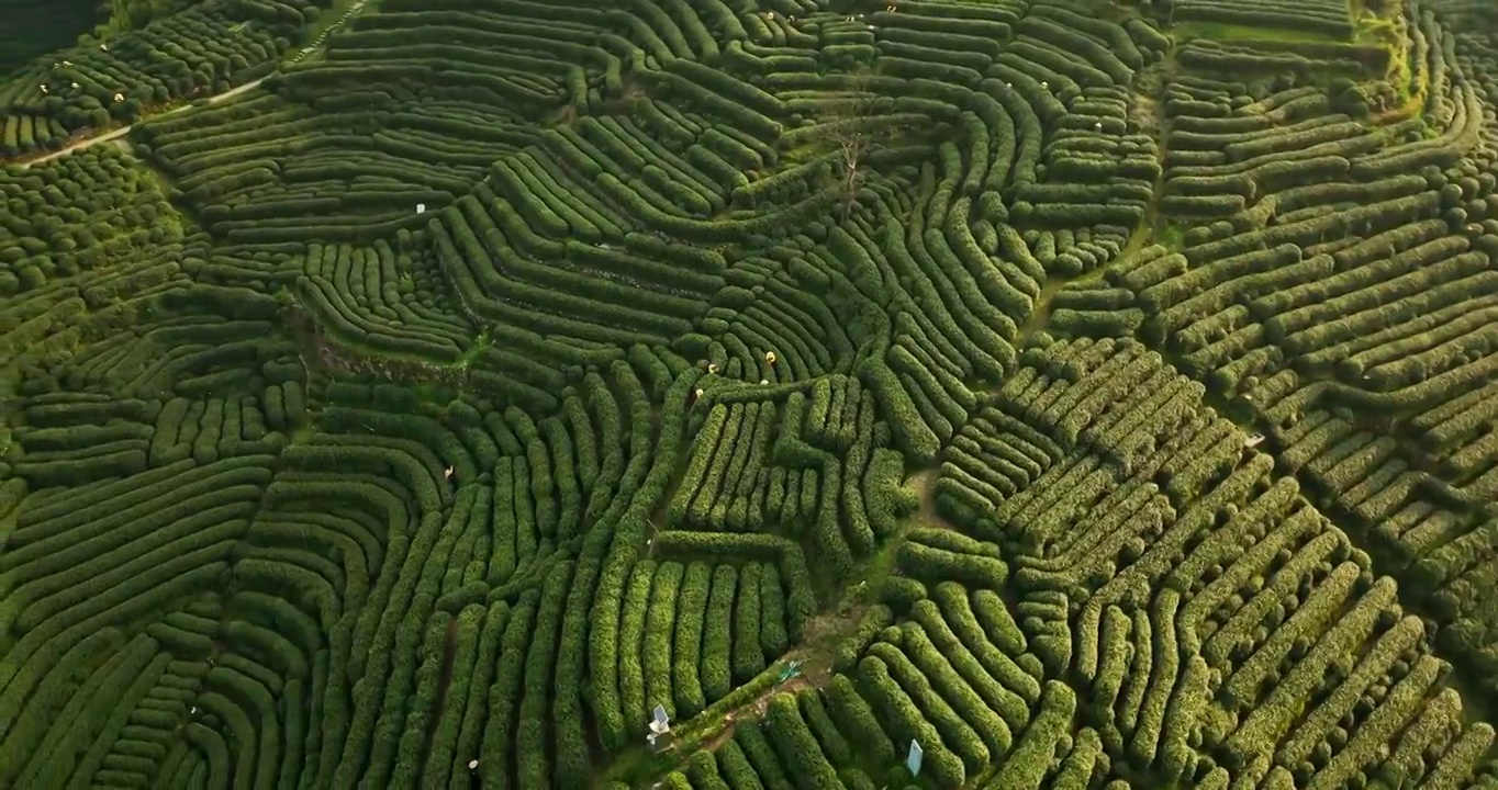 航拍杭州龙井村狮虎山茶园风景视频素材