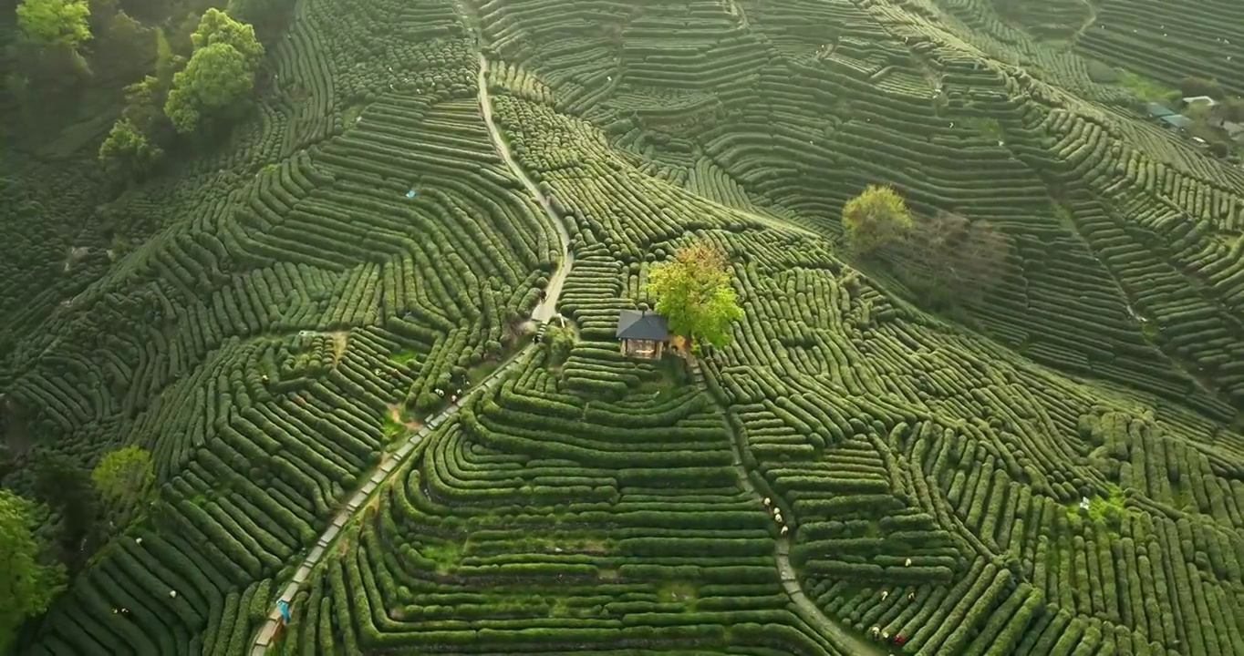 航拍杭州龙井村狮虎山茶园风景视频素材