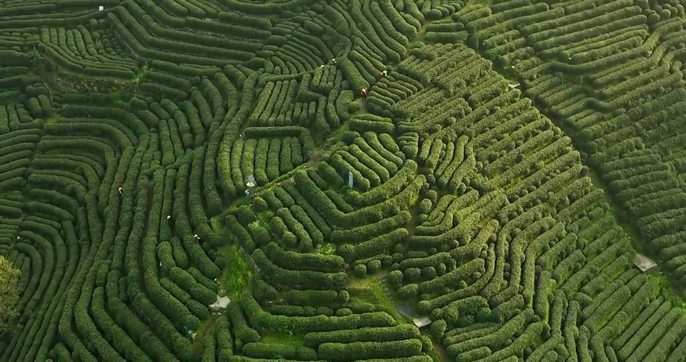 航拍杭州龙井村狮虎山茶园风景视频素材