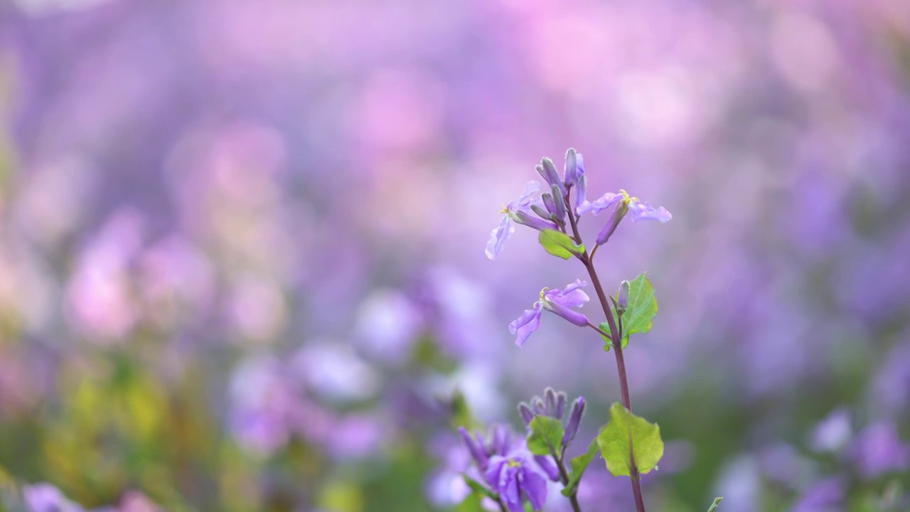 春天二月兰紫花绽放视频素材