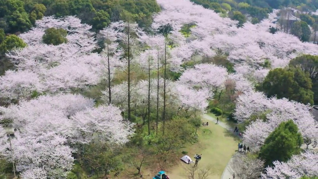 航拍无锡鼋头渚风景区樱花视频素材