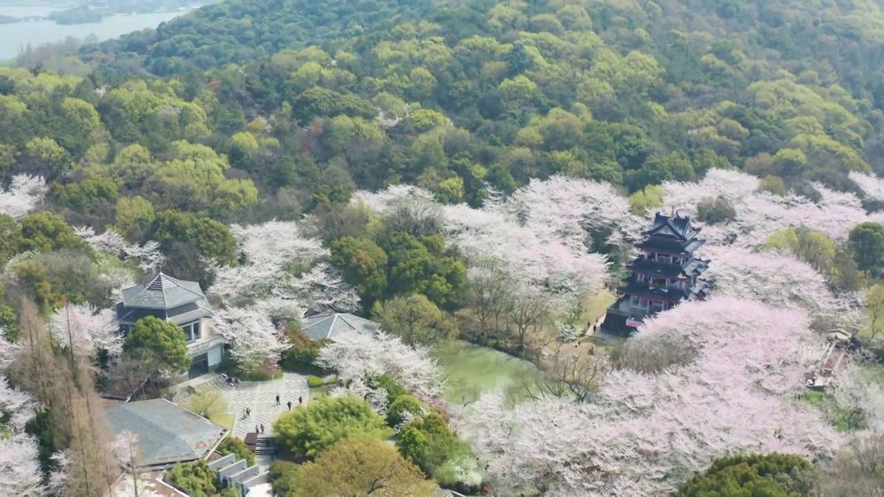 航拍无锡鼋头渚风景区樱花视频素材