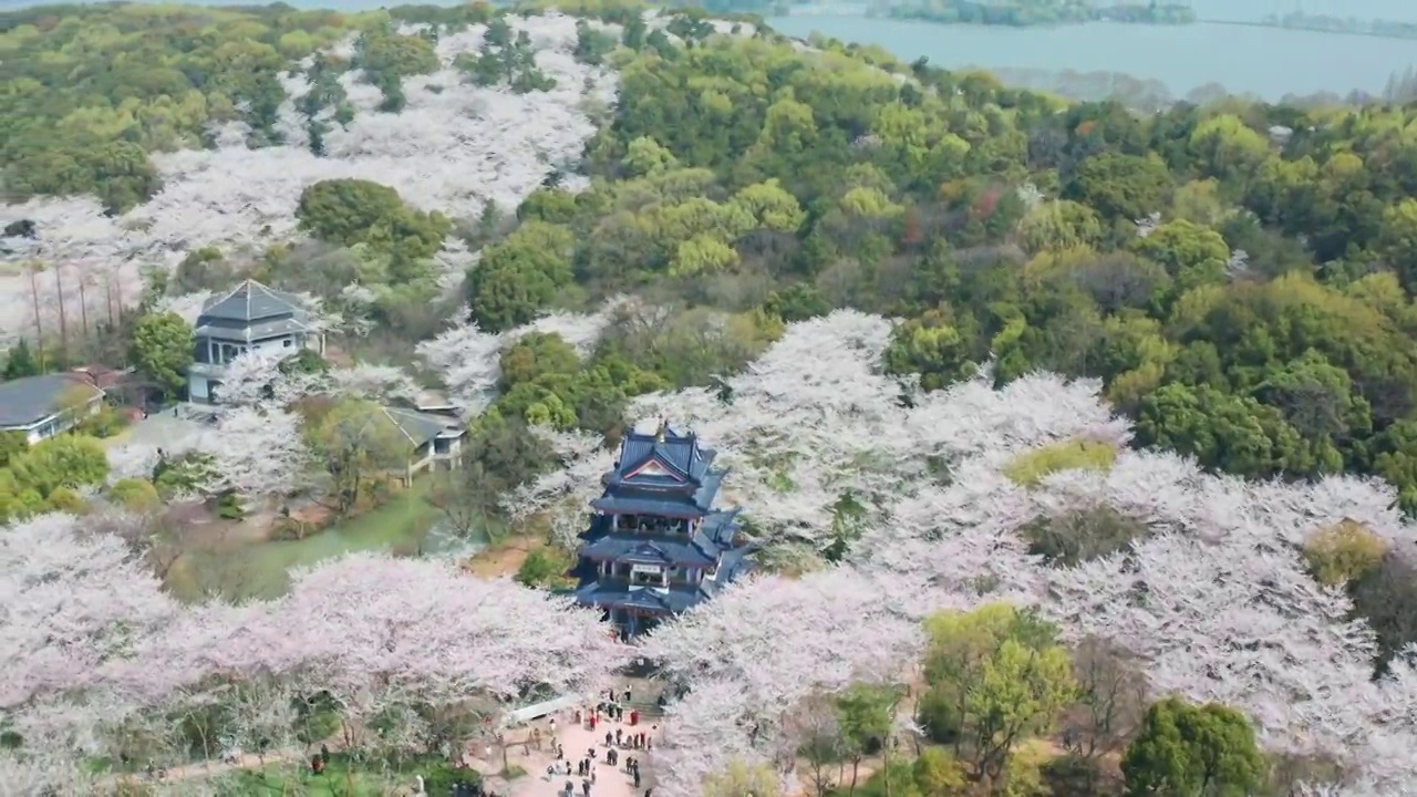 航拍无锡鼋头渚风景区樱花视频素材