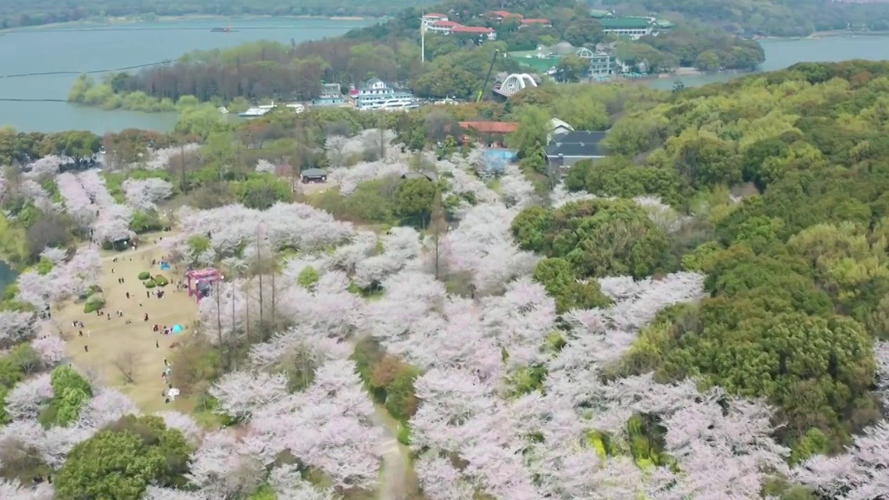 航拍无锡鼋头渚风景区樱花视频素材