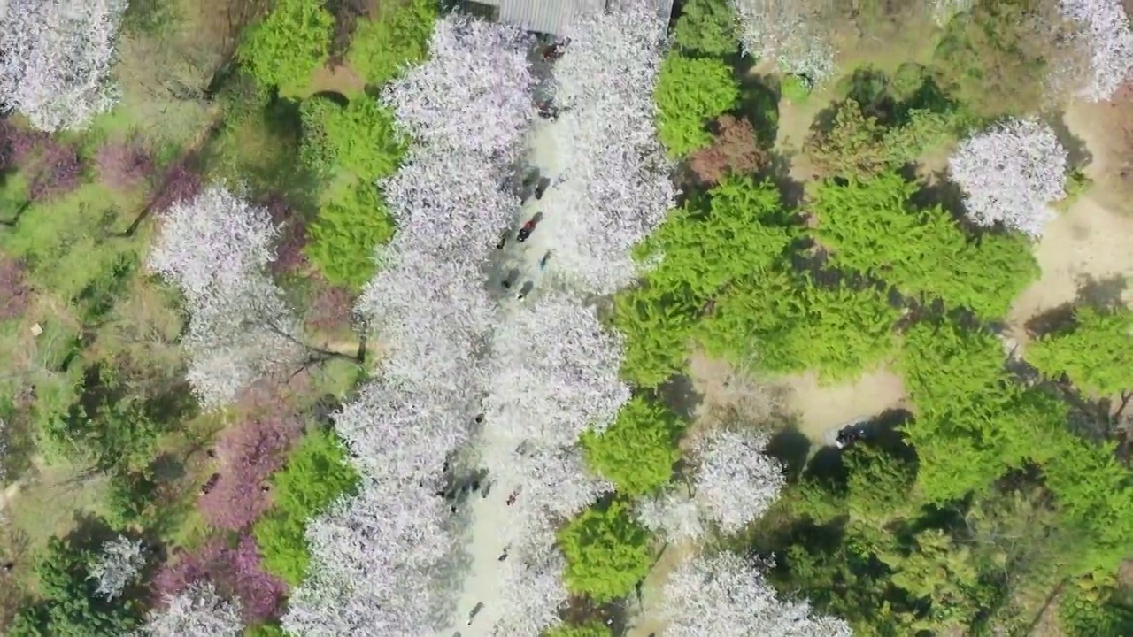 航拍无锡鼋头渚风景区樱花视频素材