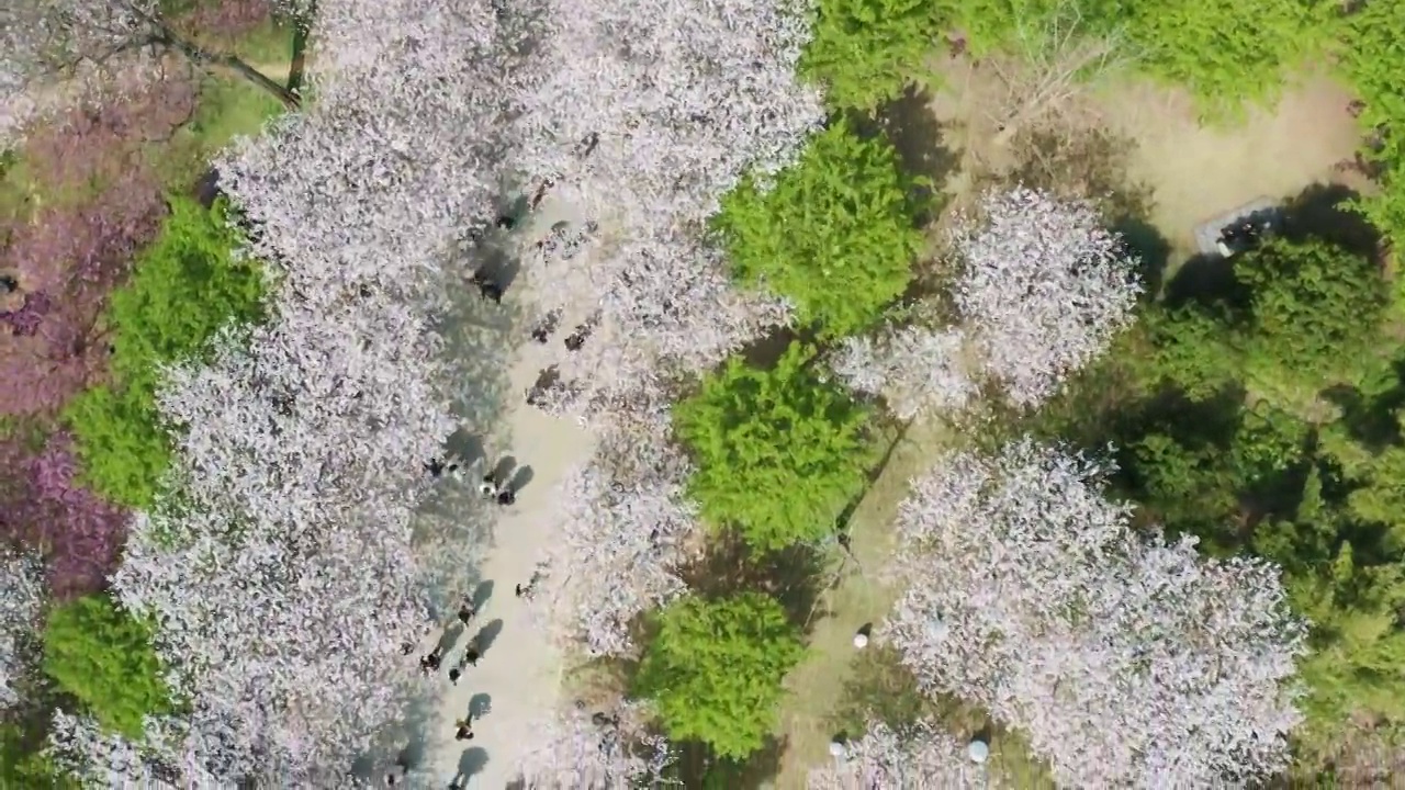 航拍无锡鼋头渚风景区樱花视频素材