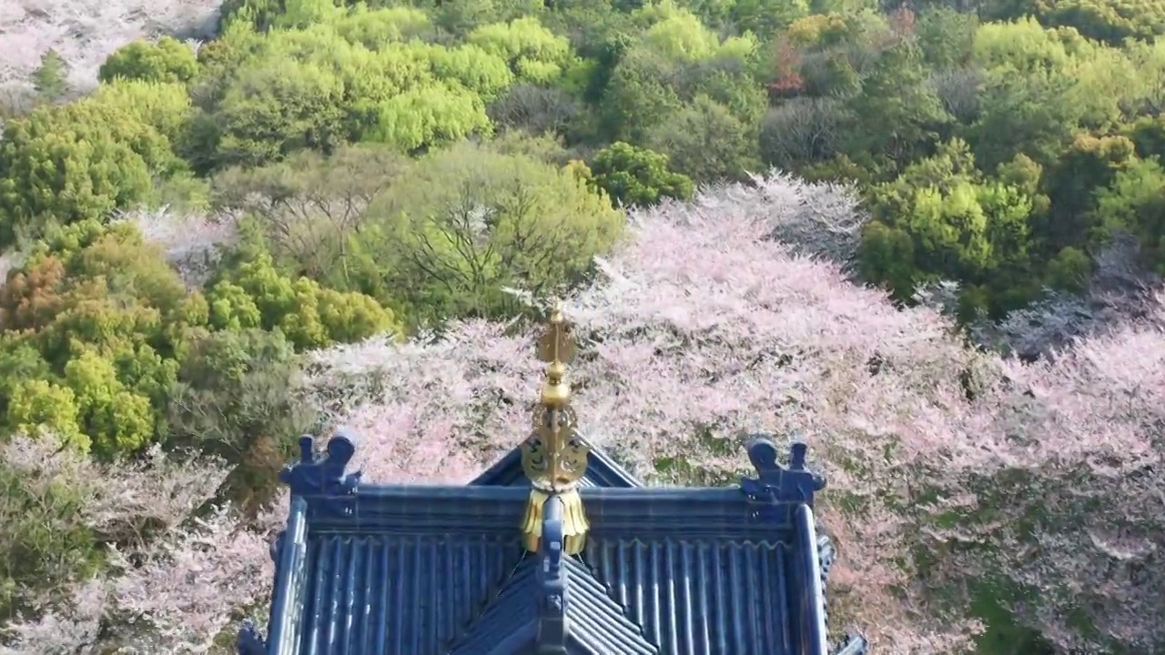 航拍无锡鼋头渚风景区樱花视频素材