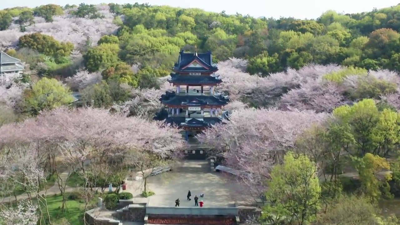 航拍无锡鼋头渚风景区樱花视频素材