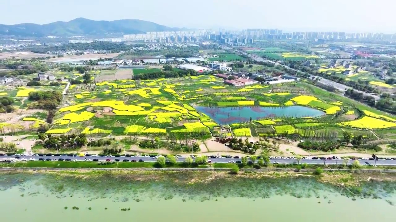 江苏苏州春天油菜花开视频素材