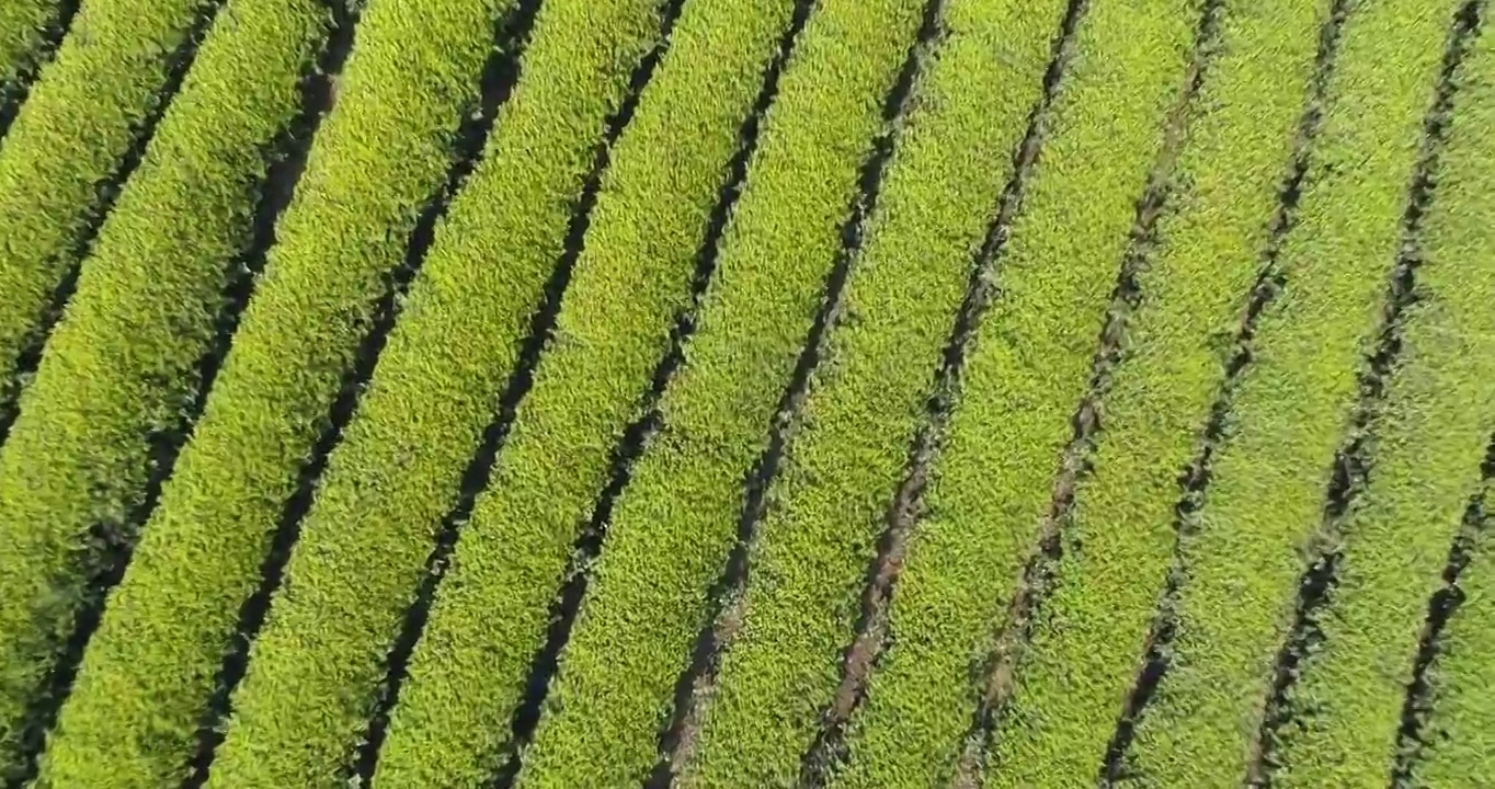 航拍中国安徽省宣城市郎溪县十字铺万亩茶园春季风光视频素材