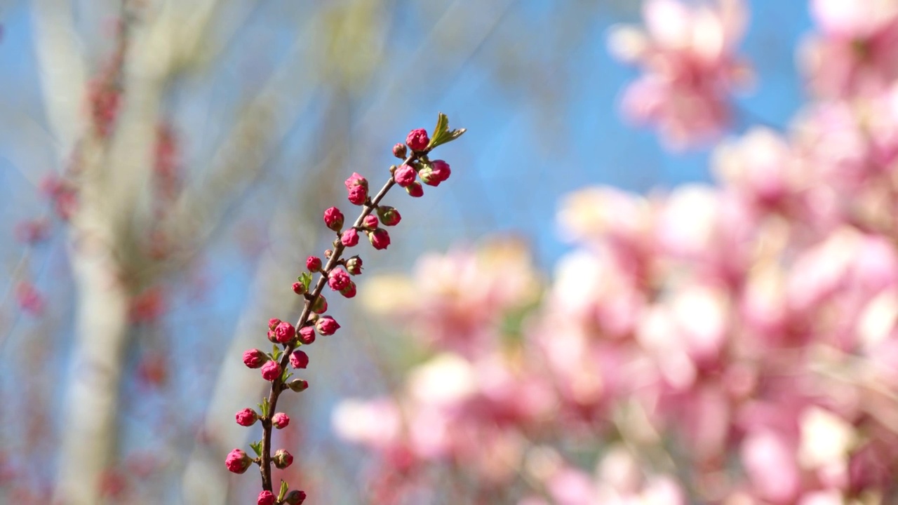 春风中的花枝视频素材