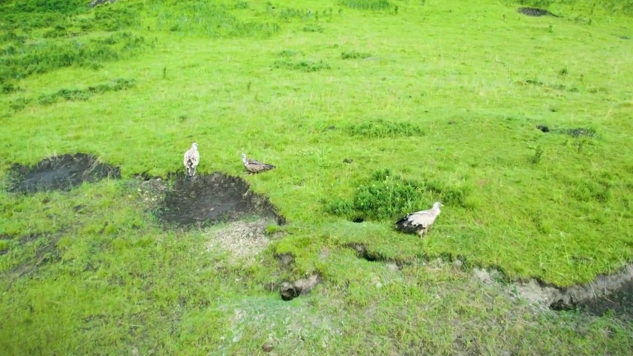 航拍四川阿坝州若尔盖大草原蓝天白云草原光影视频素材