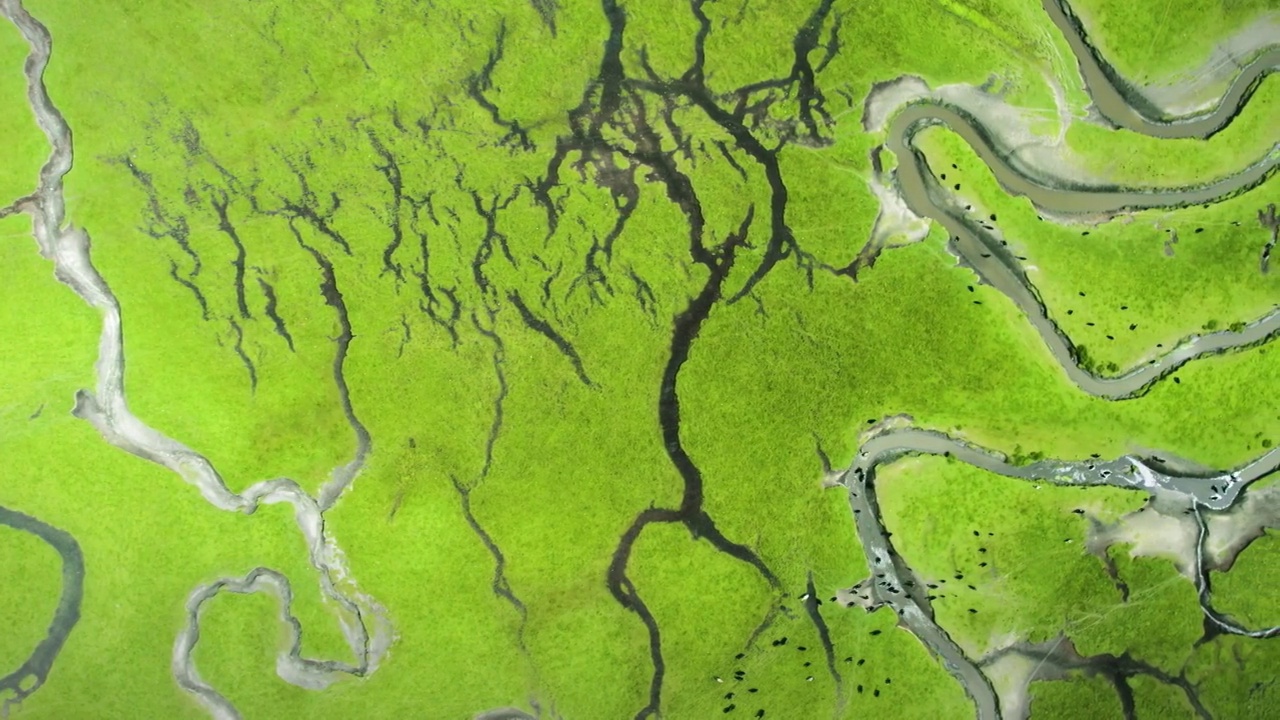 航拍大草原湿地河流纹理视频素材