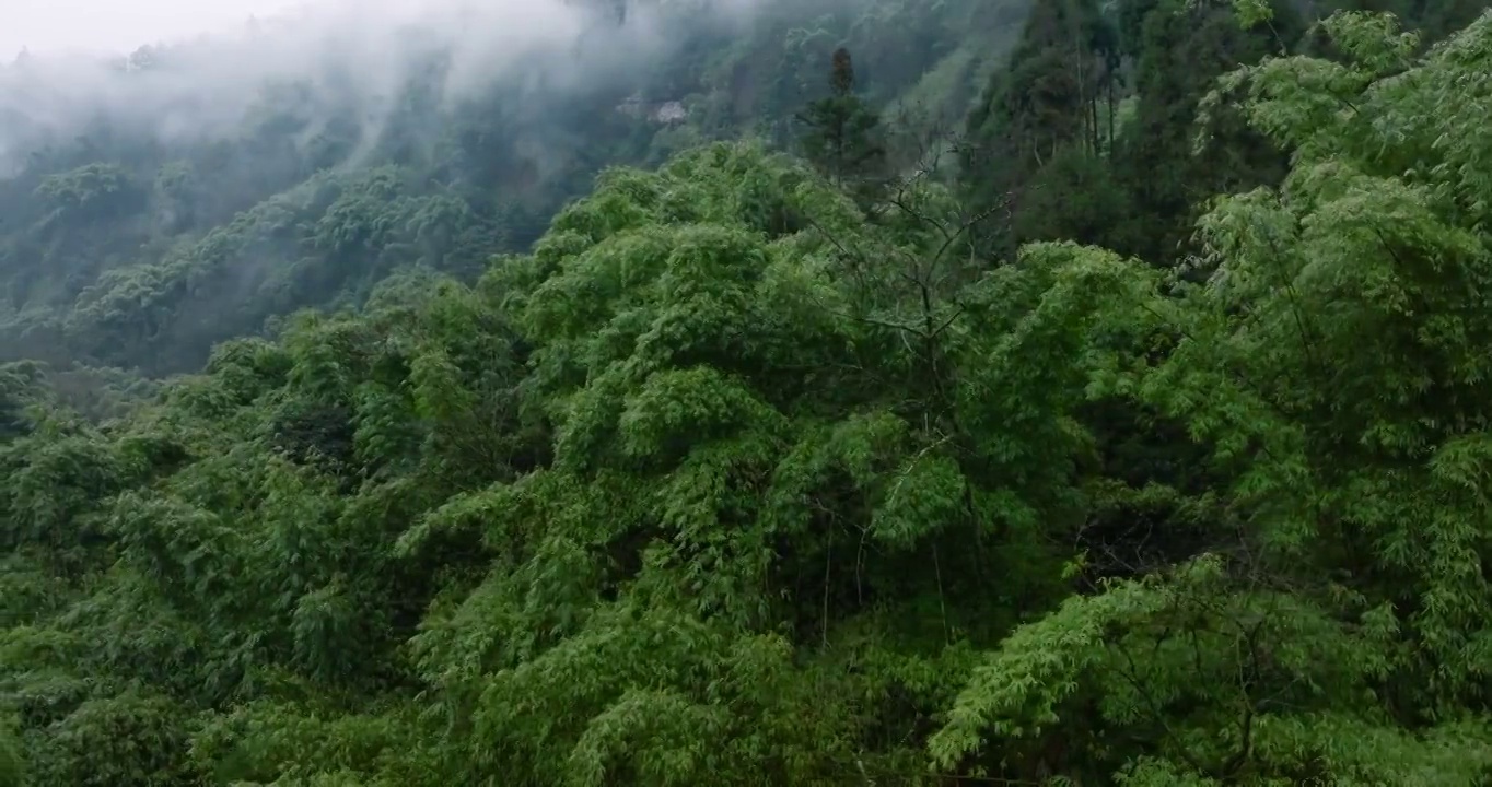 峨眉山下竹林的航拍视频素材