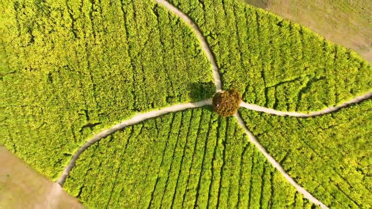 江苏苏州阳澄湖油菜花开视频素材