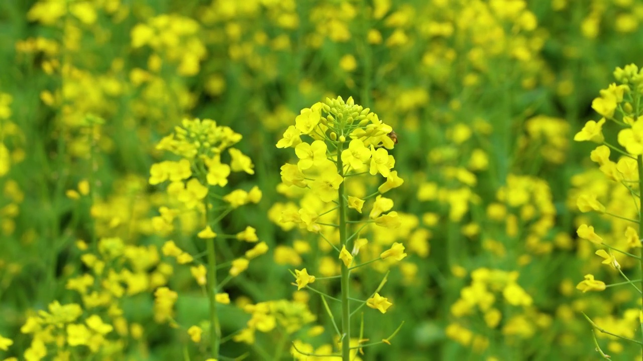 春天的油菜花盛开，蜜蜂正在花间飞舞采蜜视频素材