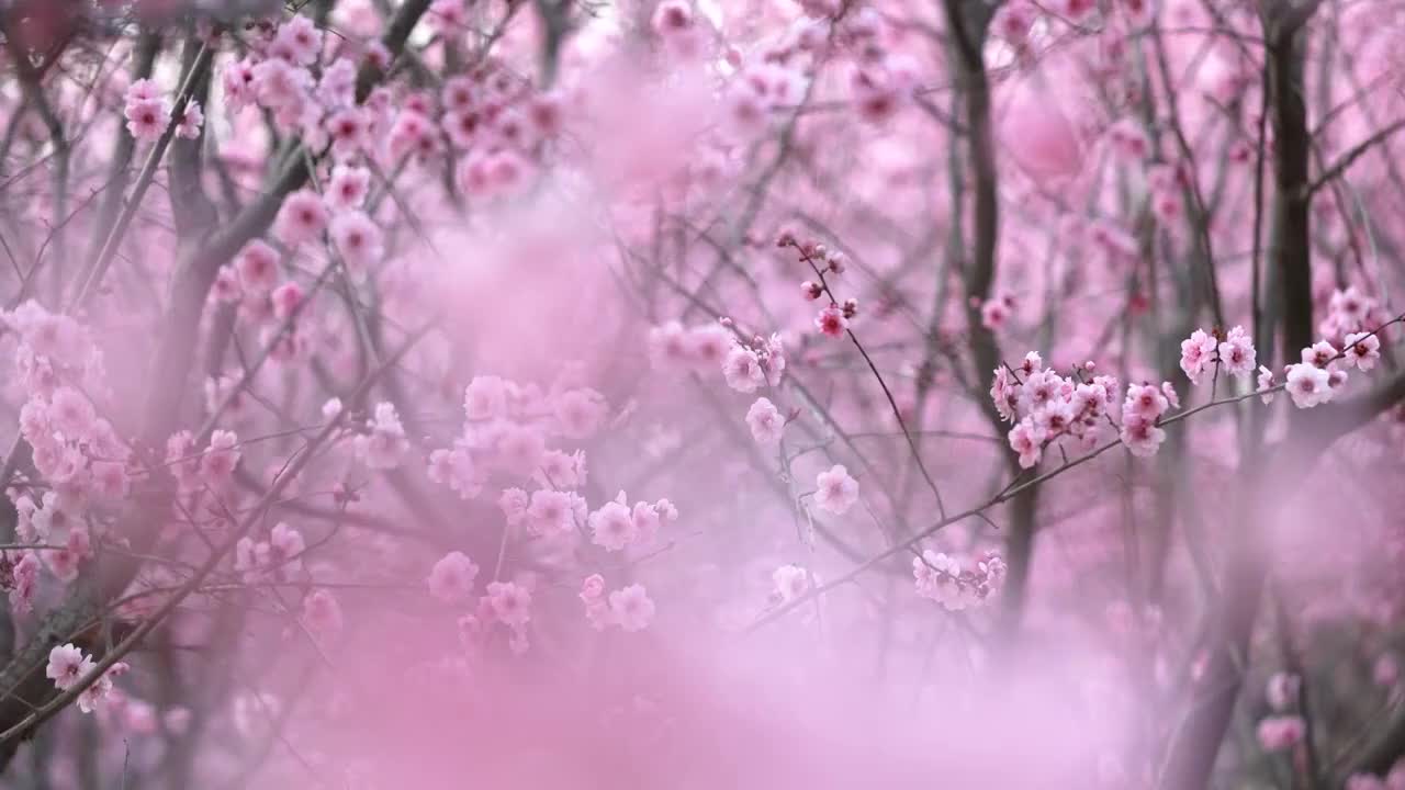 春天浪漫花朵杏梅花视频素材