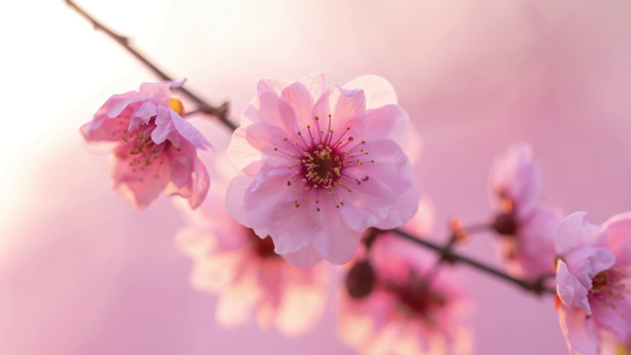 春天浪漫花朵杏梅花视频素材