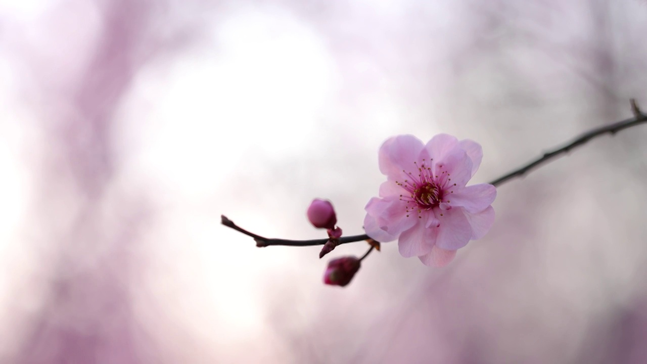 春天浪漫花朵杏梅花视频素材