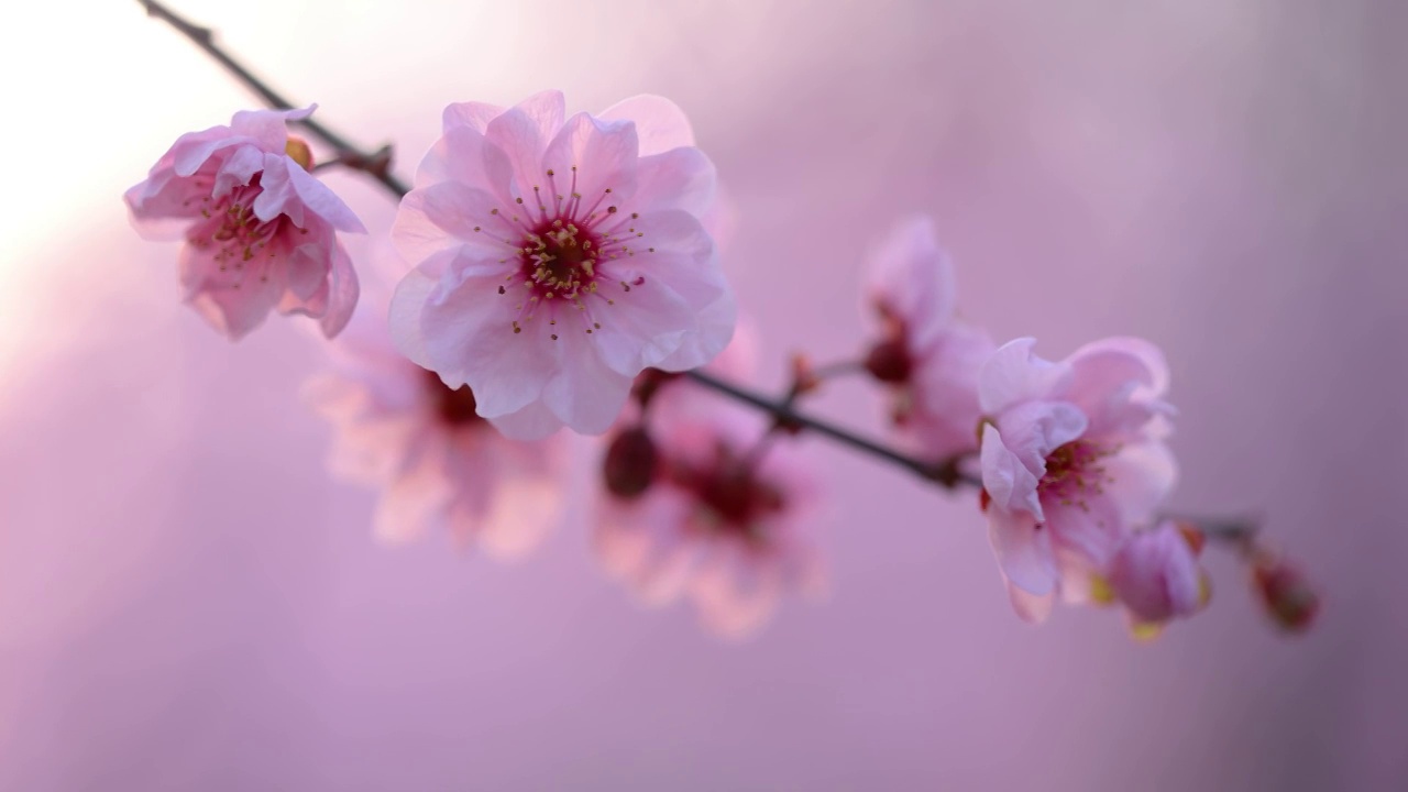 春天浪漫花朵杏梅花视频素材