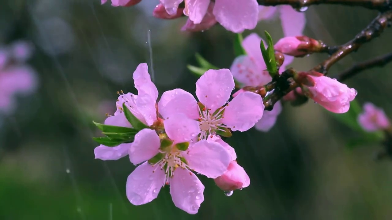 雨中的桃花视频素材