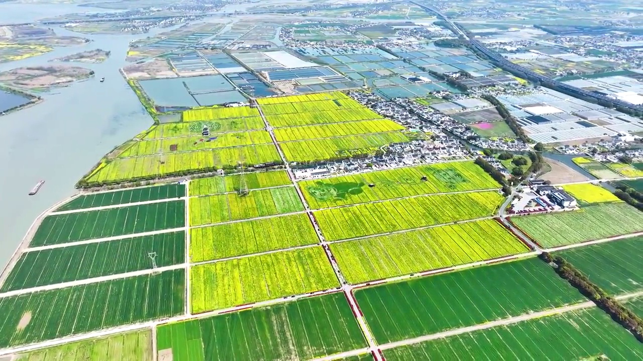 江苏苏州北联村春天油菜花开视频素材