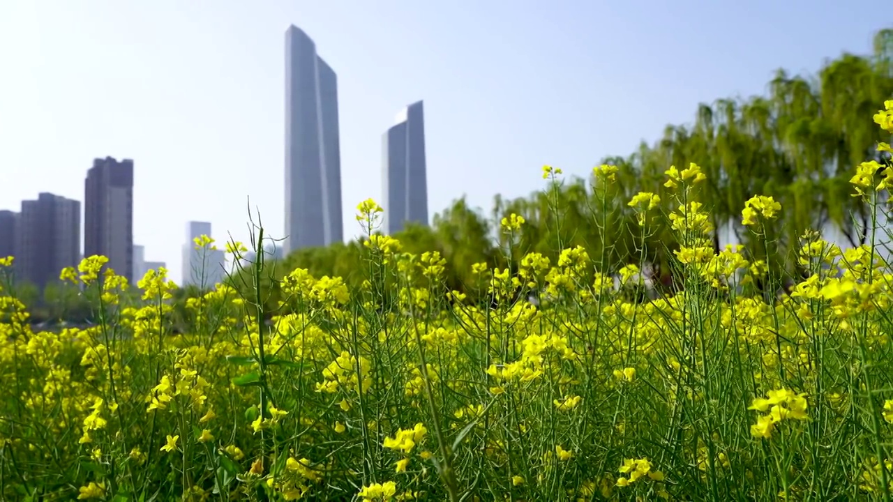 南京河西南京眼旅游区临江公园，南京河西奥体双子塔，油菜花开放的城市田园风光视频素材