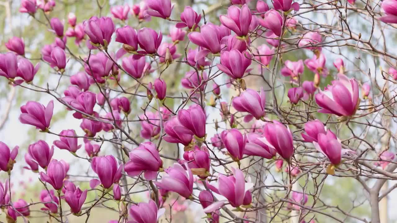 粉色玉兰花视频素材