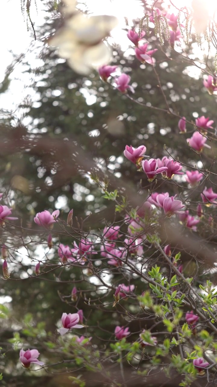 粉色玉兰花视频素材