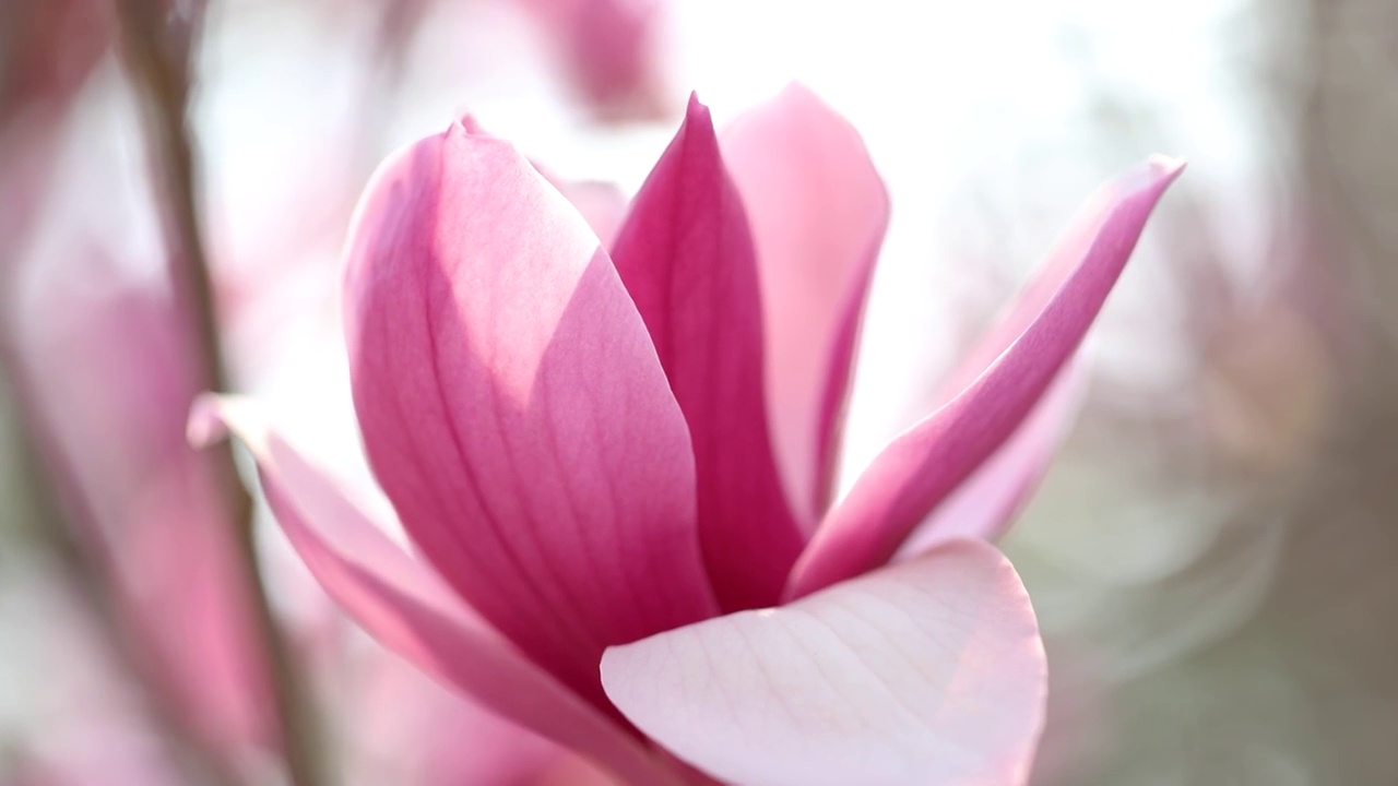 玉兰花花蕊浪漫特写视频素材