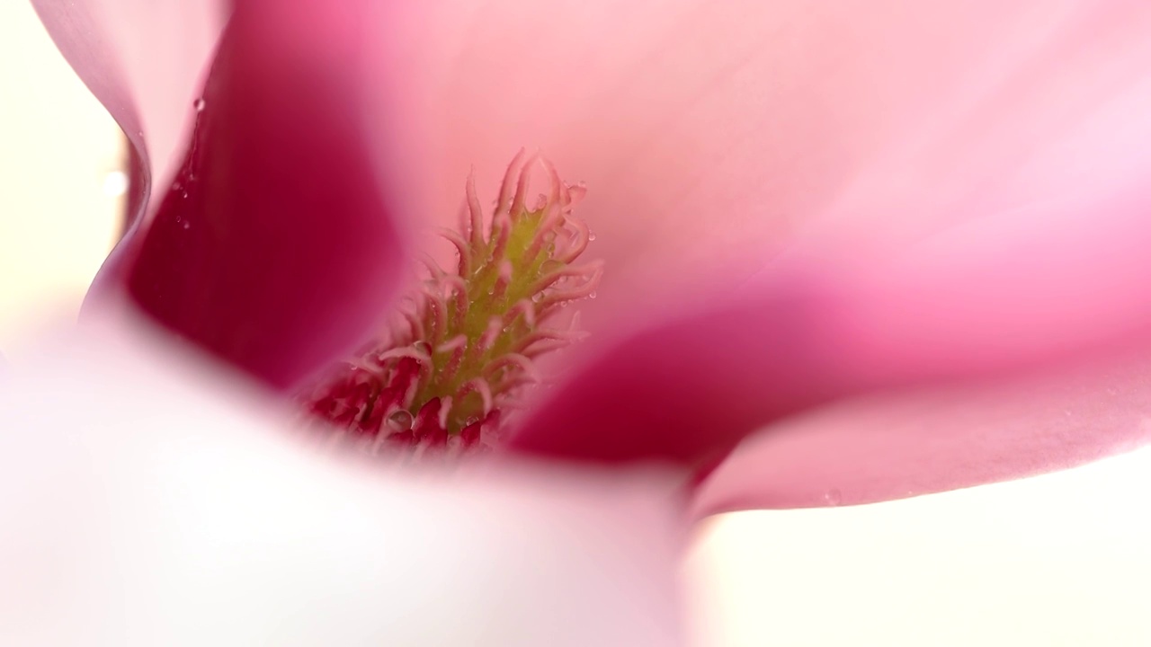 玉兰花花蕊浪漫特写视频素材