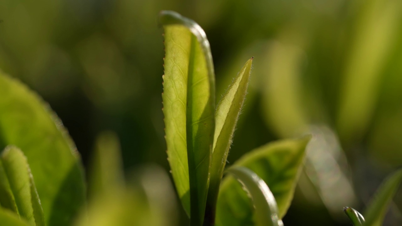 湖北恩施春茶茶园嫩叶特写视频素材