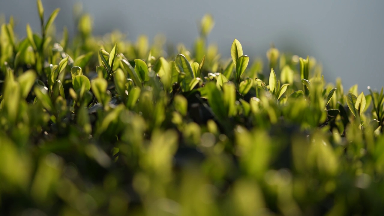 湖北恩施春茶茶园嫩叶特写视频素材