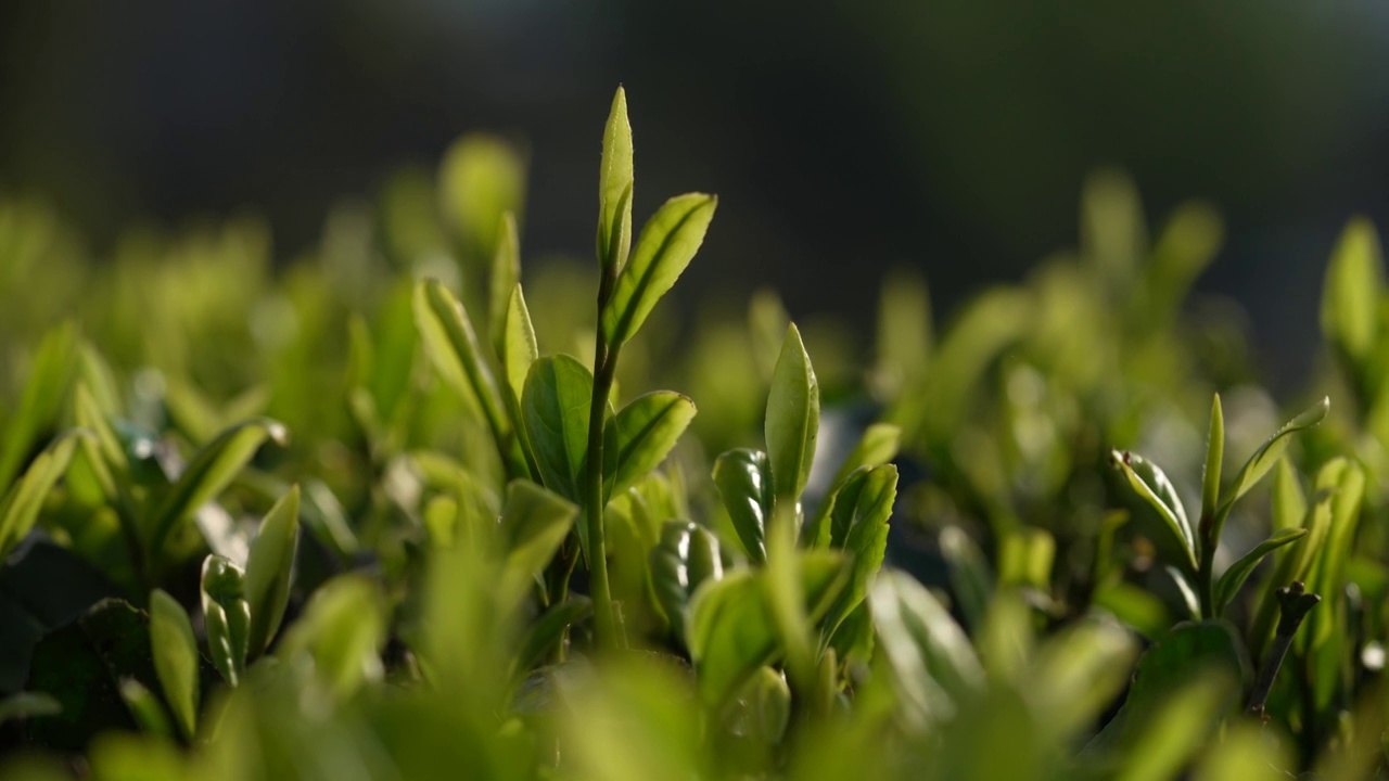 湖北恩施春茶茶园嫩叶特写视频素材