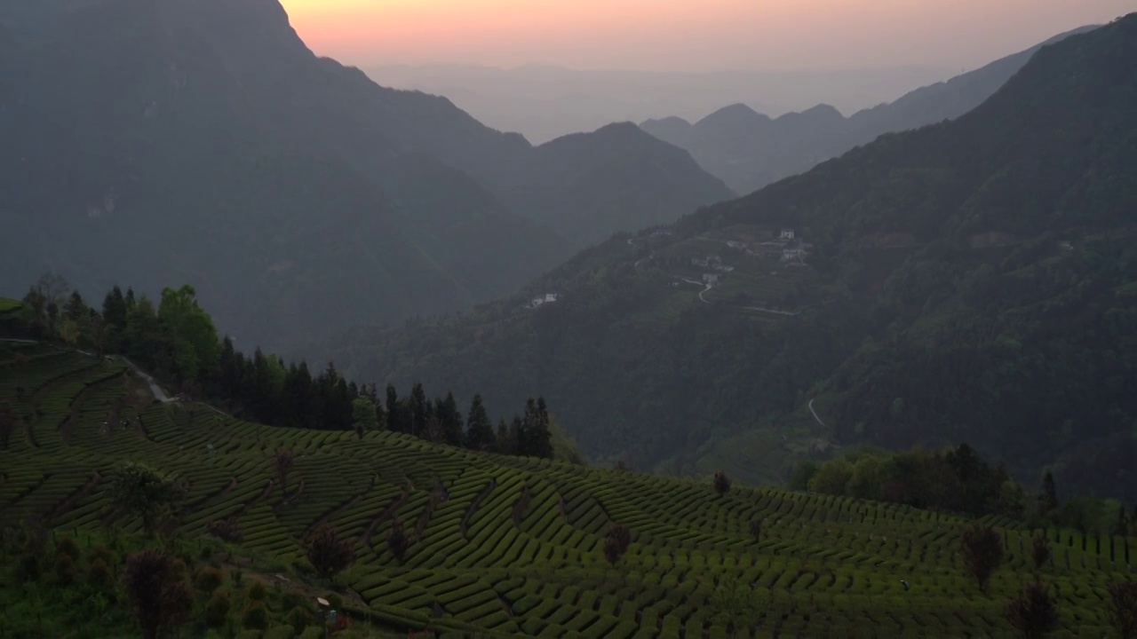 湖北恩施春茶茶园嫩叶特写视频素材