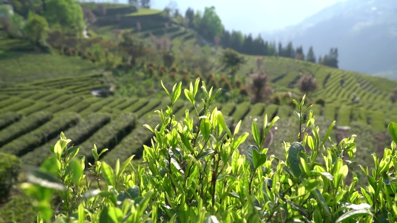 湖北恩施春茶茶园嫩叶特写视频素材