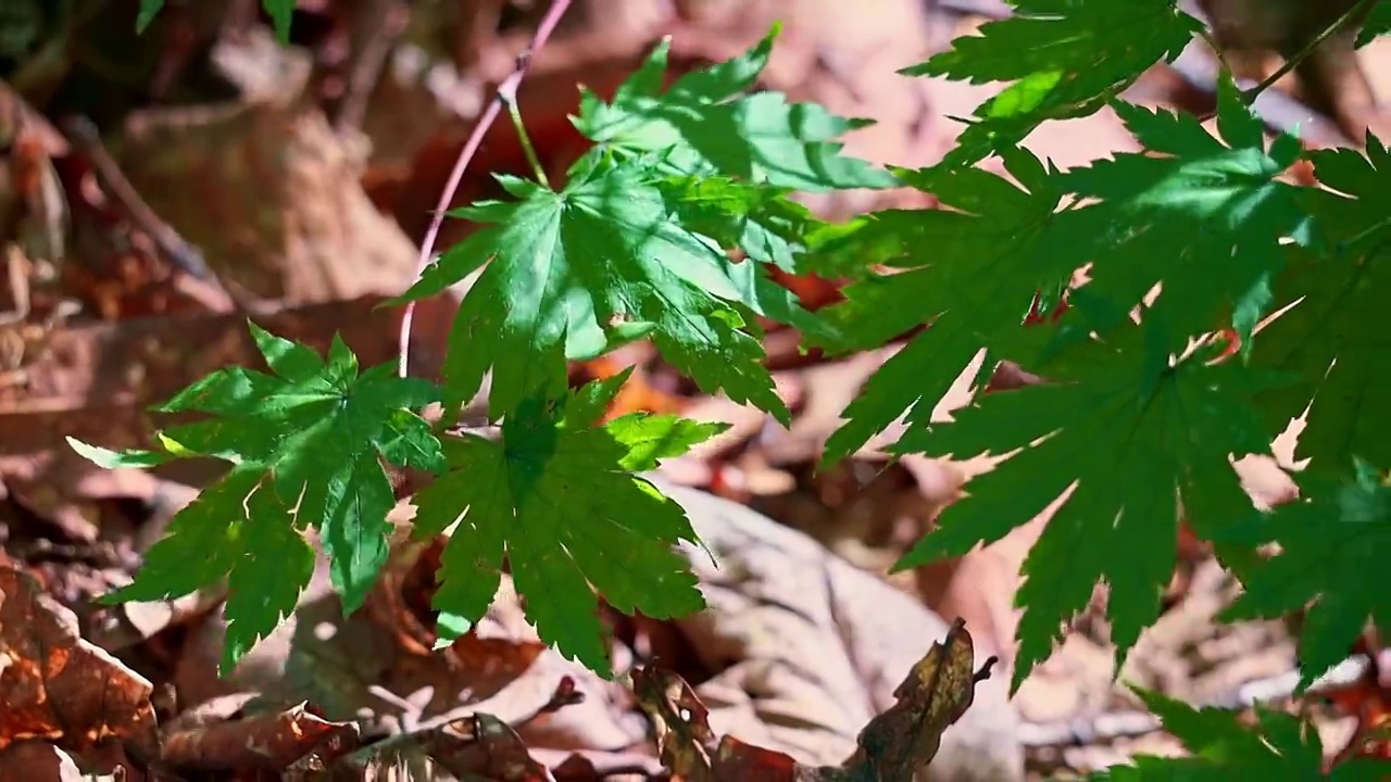 树林中阳光下的树叶逆光光影空镜视频素材